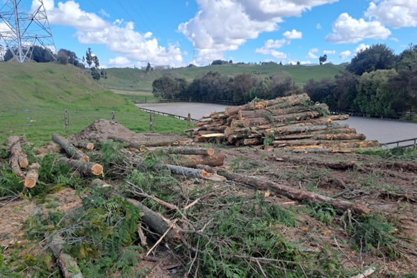 Chinese-Made Chainsaws Gain Recognition from New Zealand Client: 200 Units Follow-Up Order After Testing Three Models, International Market Expansion Advances