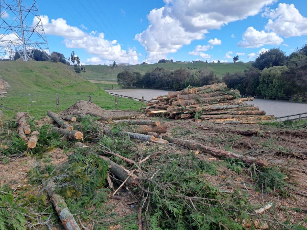 forest-wood-logging