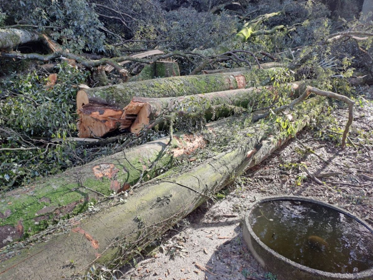 fallen-trees-and-forest-equipment