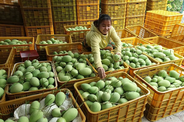 Agricultural Machinery Solutions for Southeast Asian Farming Cooperative