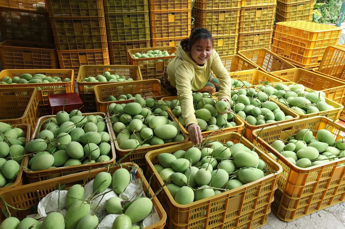 Agricultural Machinery Solutions for Southeast Asian Farming Cooperative
